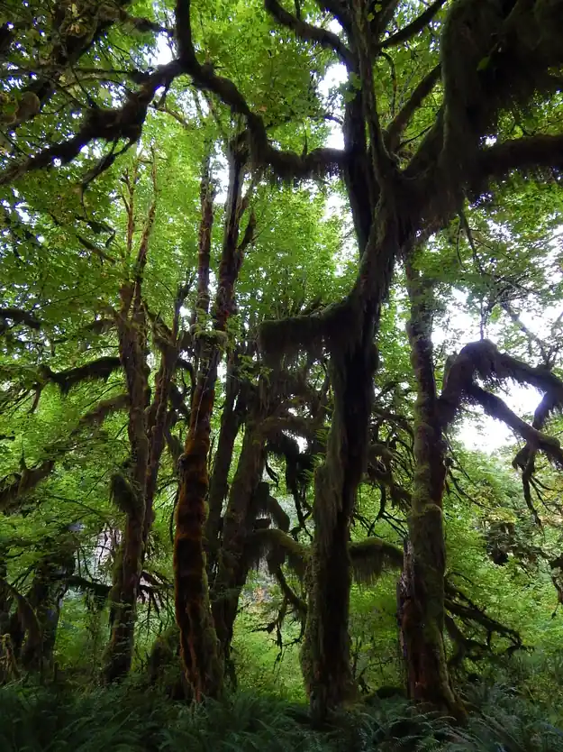 苔藓覆盖的雨林