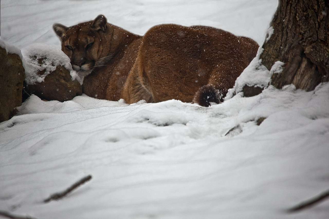 雪地美洲狮狩猎