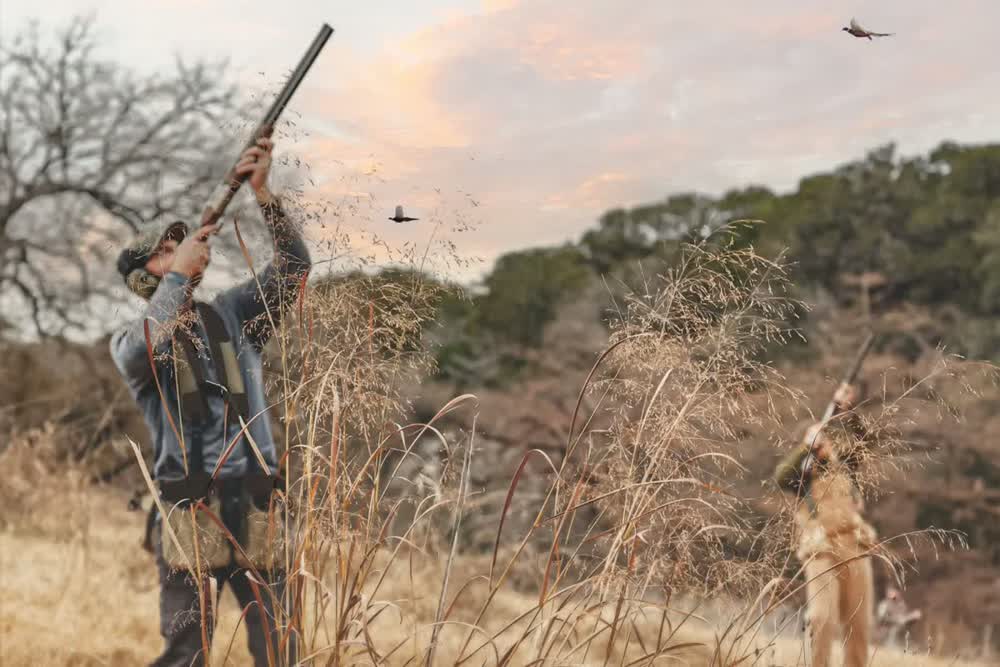 欧式驱赶野鸡射猎场景